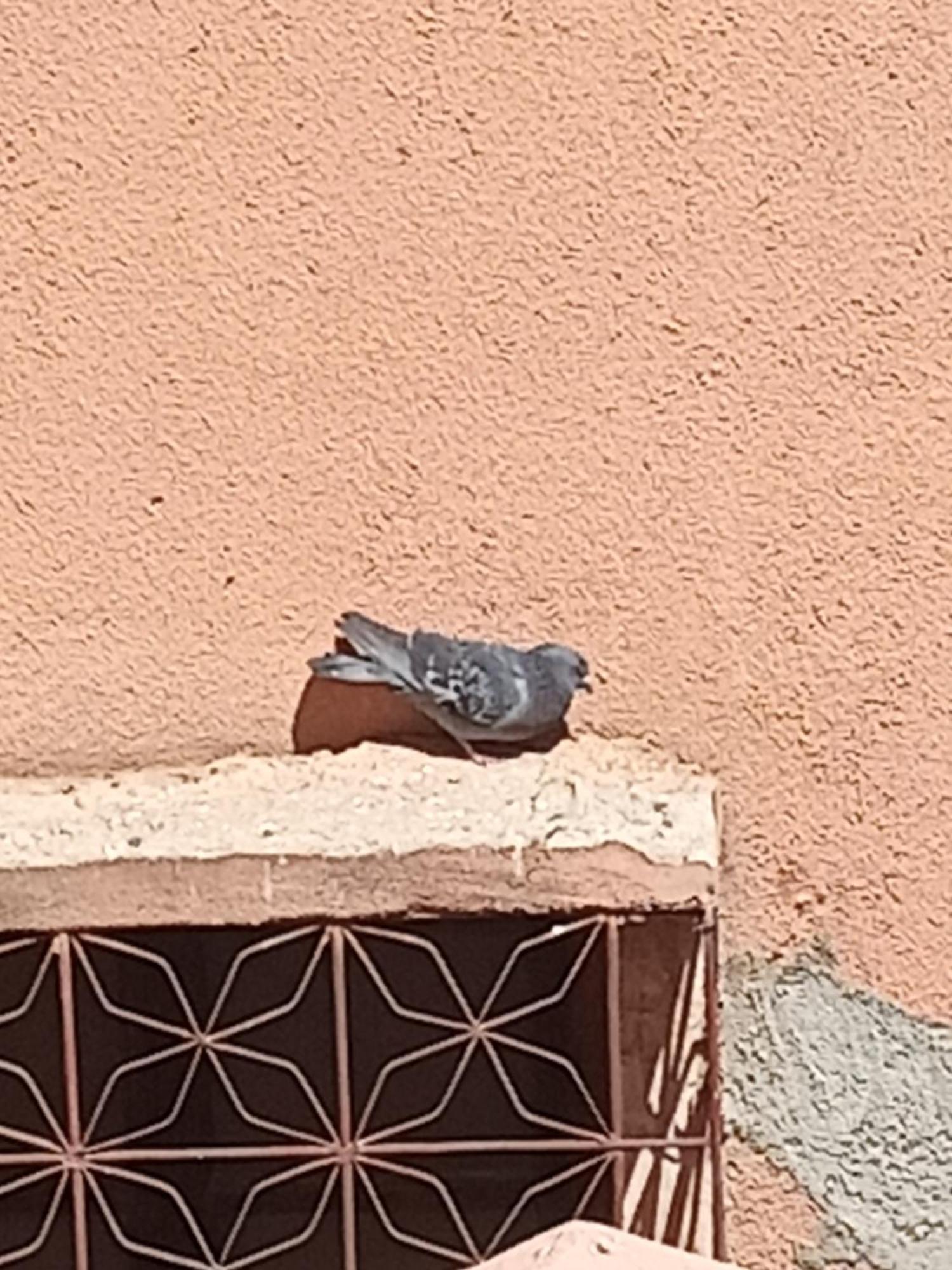 Guiliz Appartement Μαρακές Εξωτερικό φωτογραφία